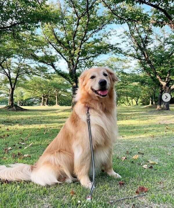 お散歩するハルちゃん