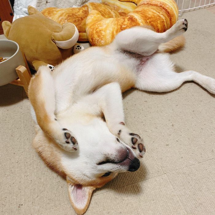 寝転がるもなかまるちゃん