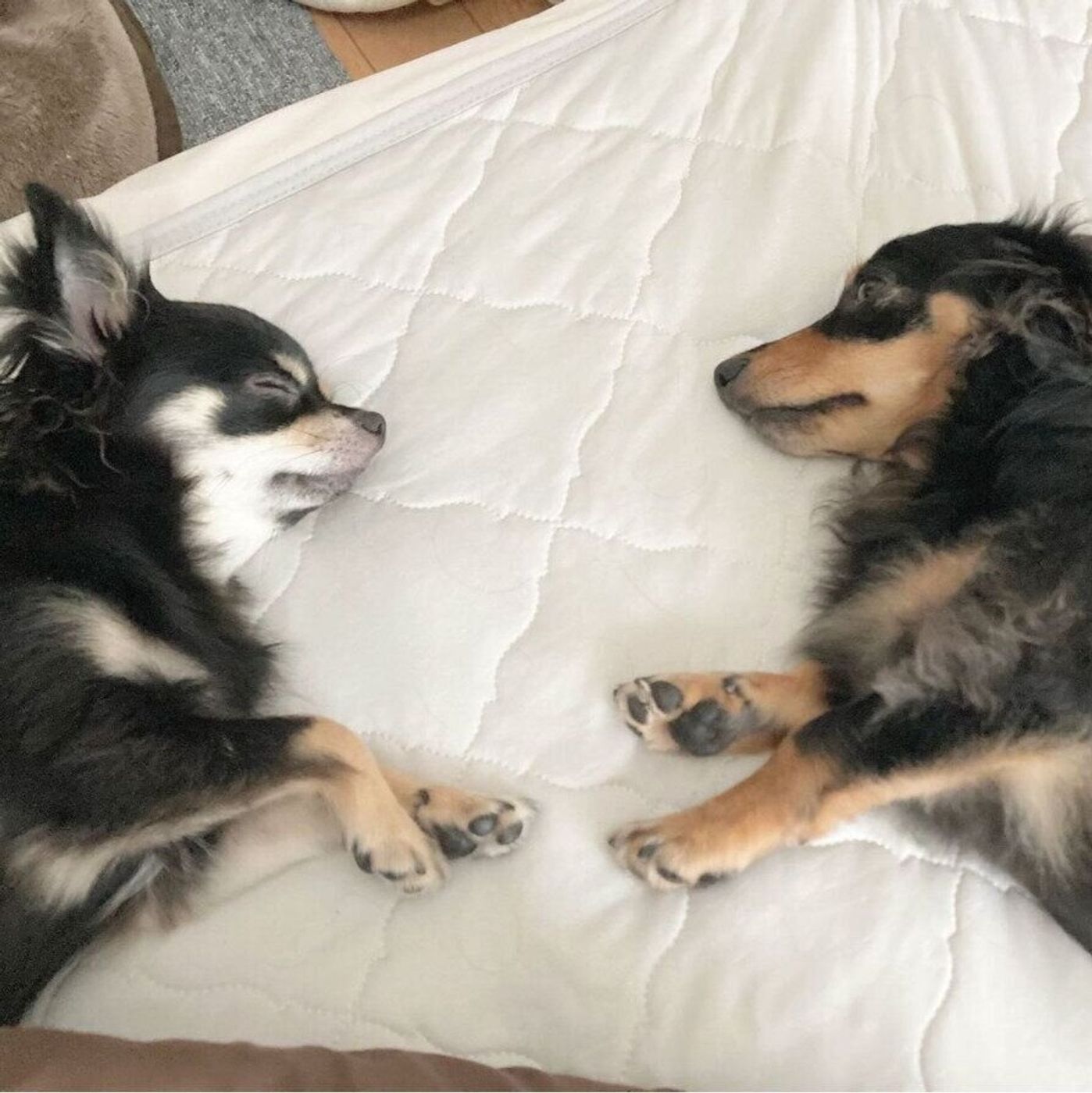 犬同士が仲良く添い寝する理由は 頬がほころぶ可愛い画像も いぬのきもちweb Magazine