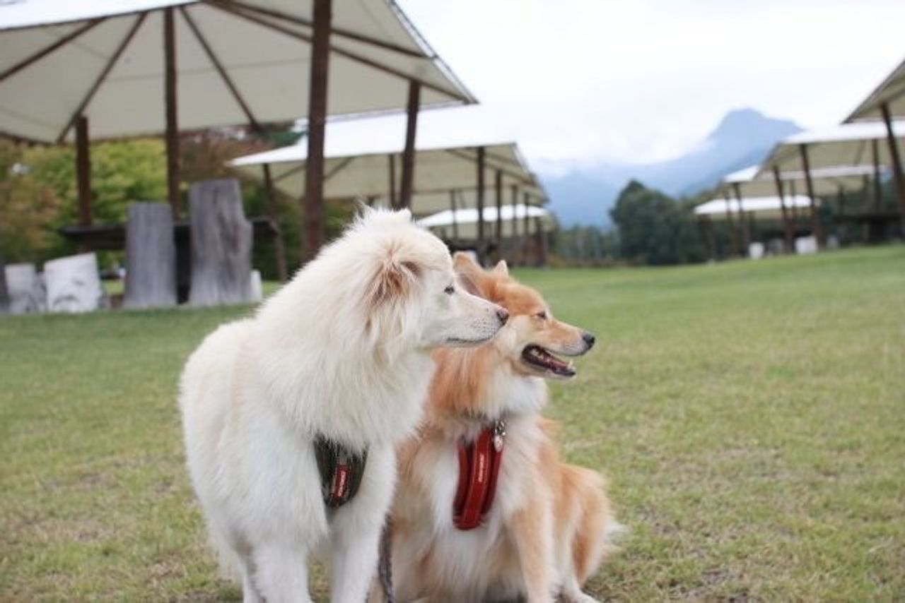 犬と八ヶ岳に行くなら 穴澤賢の犬のはなし いぬのきもちweb Magazine 犬と八ヶ岳に行くなら 穴澤賢の犬のはなし いぬのきもちweb Magazine