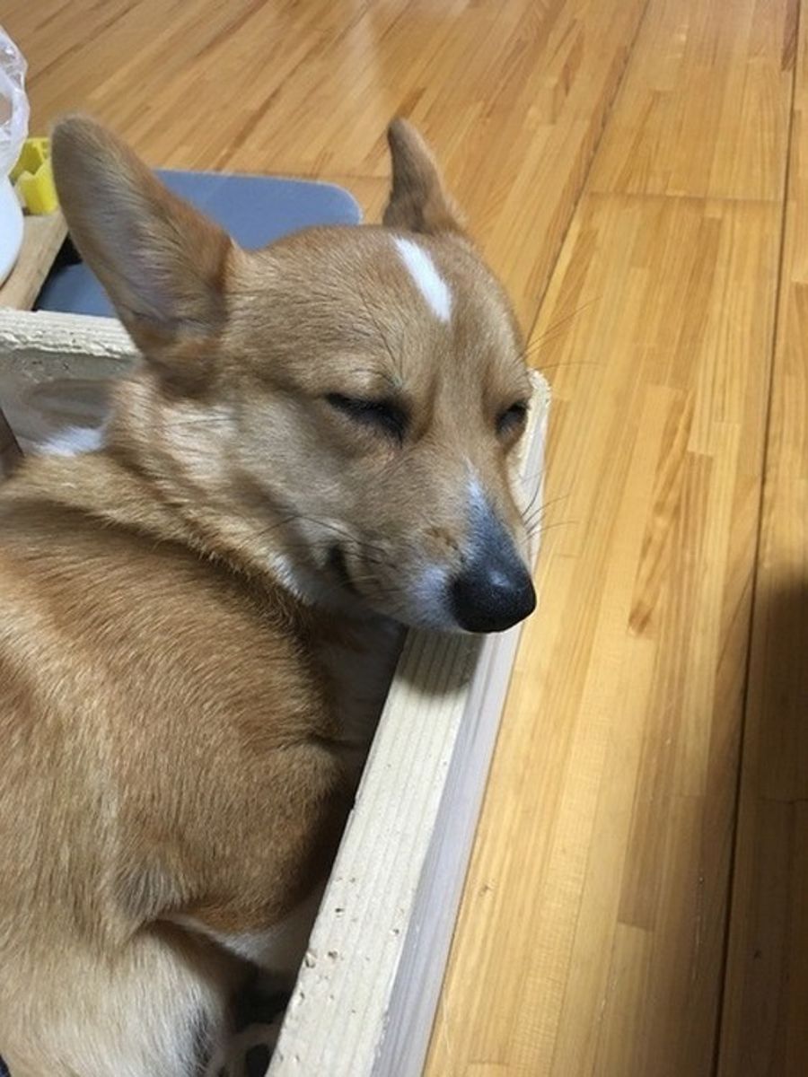 獣医師が解説 コーギーの平均寿命は 長生きのために必要なこと いぬのきもちweb Magazine 獣医師が解説 コーギーの平均寿命は 長生きのために必要なこと いぬのきもちweb Magazine