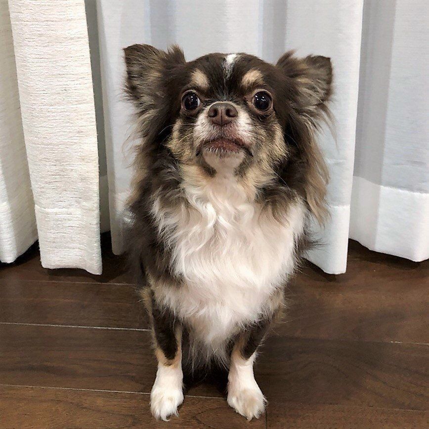 ぼさぼさのチワワ