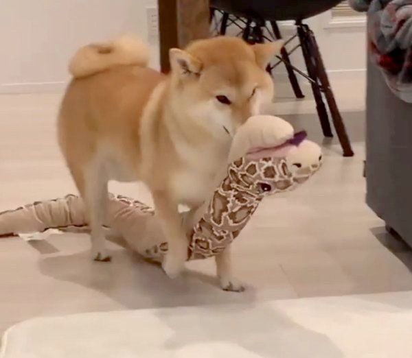 蛇のぬいぐるみと遊ぶ味噌ちゃん