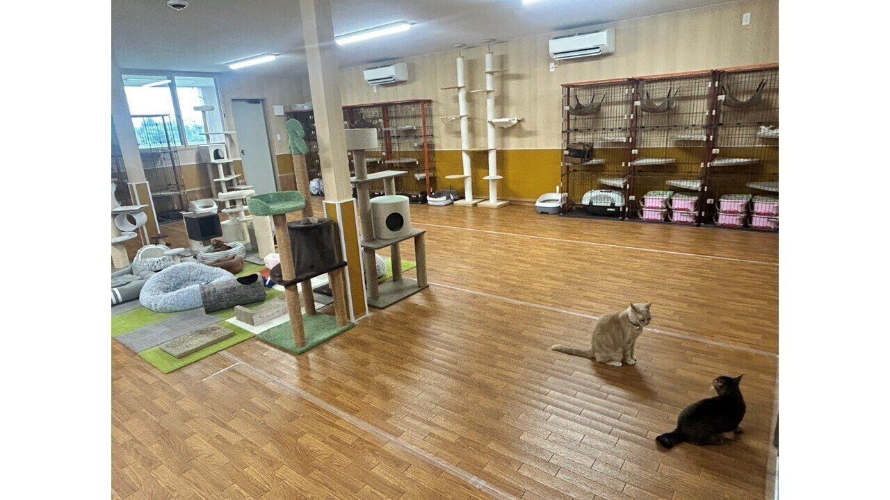 猫の部屋も広々！タワーもケージも余裕たっぷり