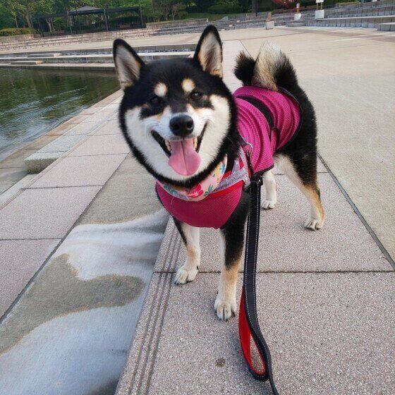 柴犬モモちゃん