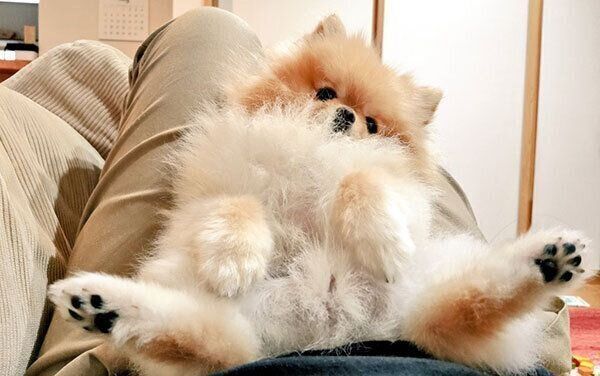 足を広げちゃうぽぽちゃん