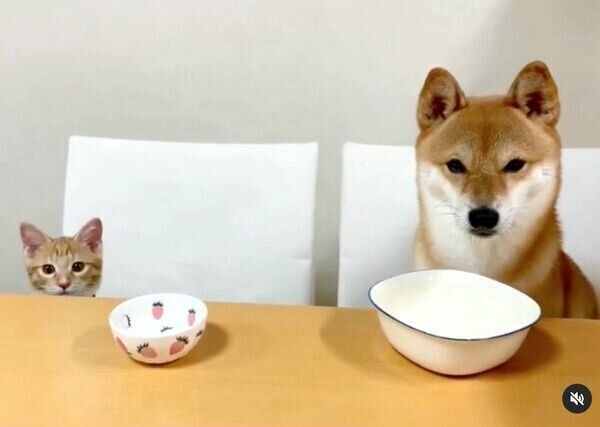 お座りをするぷくちゃん、りんくん