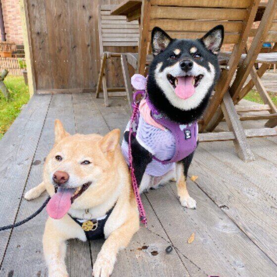 攻撃的な犬ってどんな犬？実は怖がりで威嚇している場合も いぬのきもち