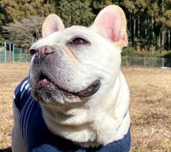 いい表情をしている小次郎くん