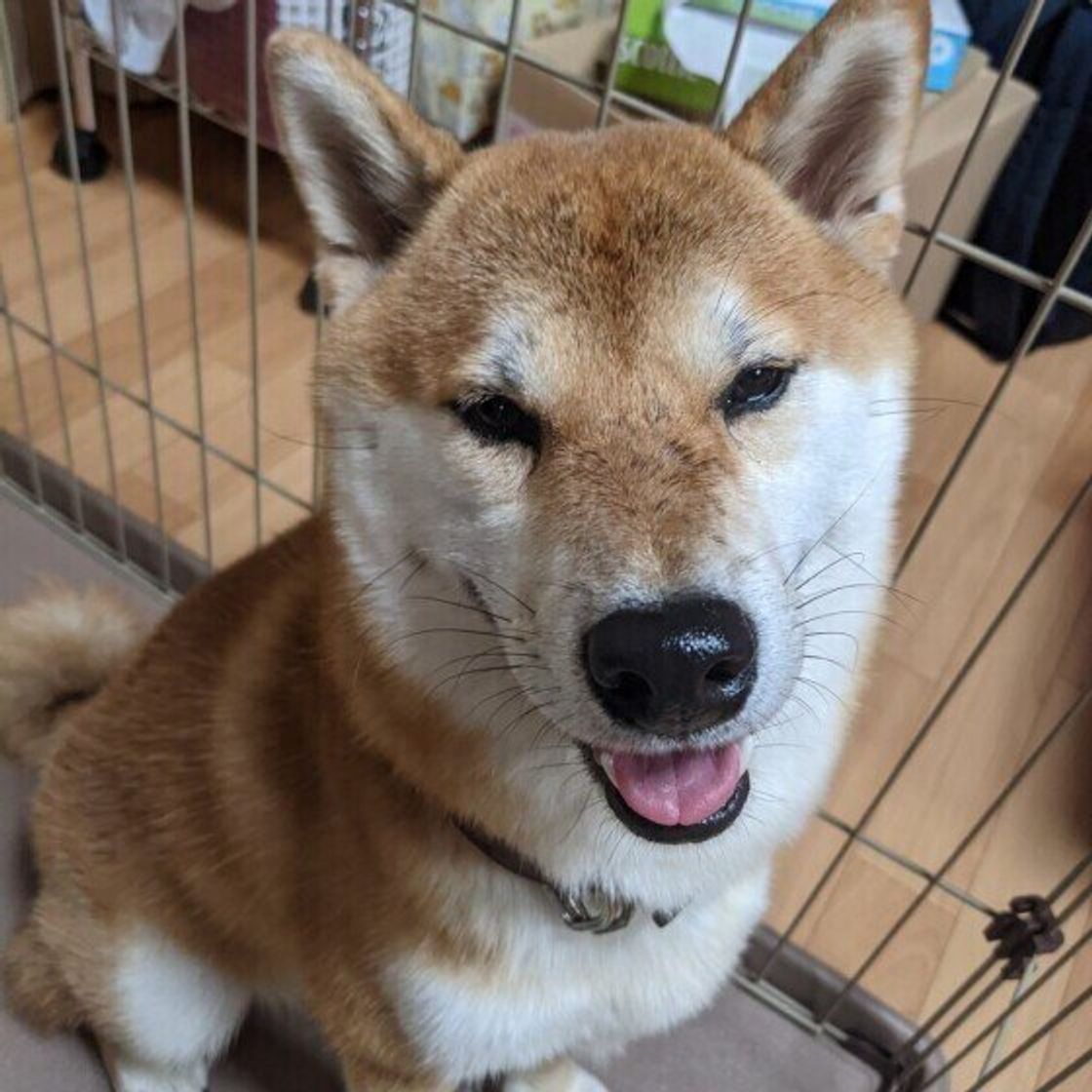 改元も影響しているかも みんなつけてる オス犬の名前ランキング いぬのきもちweb Magazine 改元も影響しているかも みんなつけてる オス犬の名前ランキング いぬのきもちweb Magazine