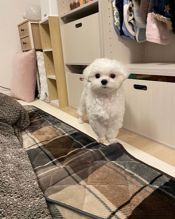 おもちゃが入る引き出しの前で飼い主さんを見つめるモコくん