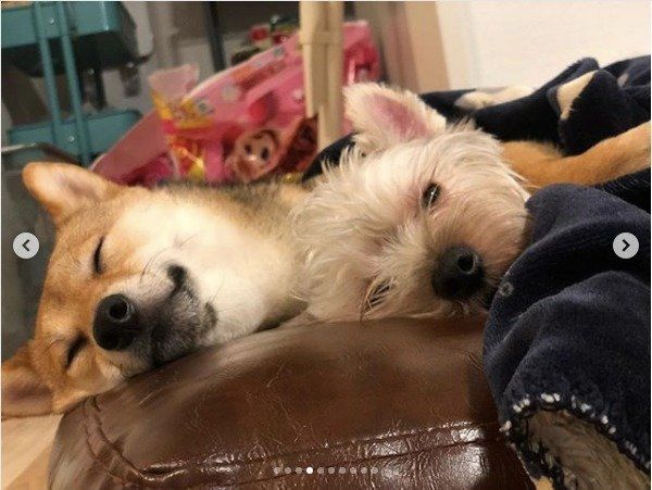 豆柴とヨークシャー・テリア