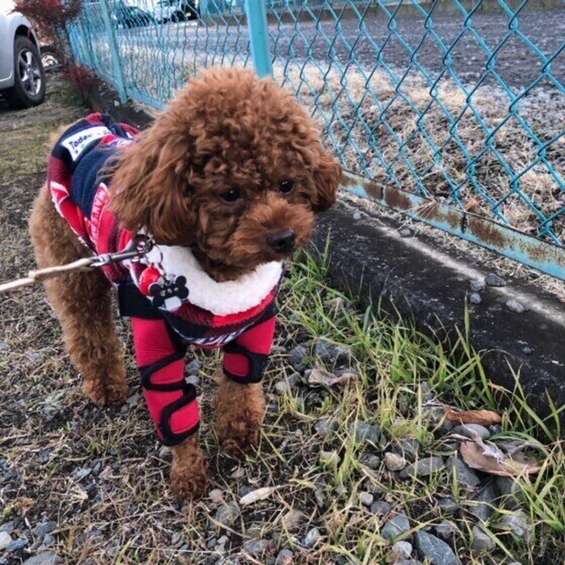 仕事で忙しい 面倒で 犬の散歩に毎日行けない飼い主のホンネ 散歩不足のリスクも解説 いぬのきもちweb Magazine 仕事で忙しい 面倒で 犬の散歩に毎日行けない飼い主のホンネ 散歩不足のリスクも解説 いぬのきもちweb Magazine