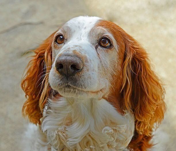 ウェルシュ・スプリンガー・スパニエル