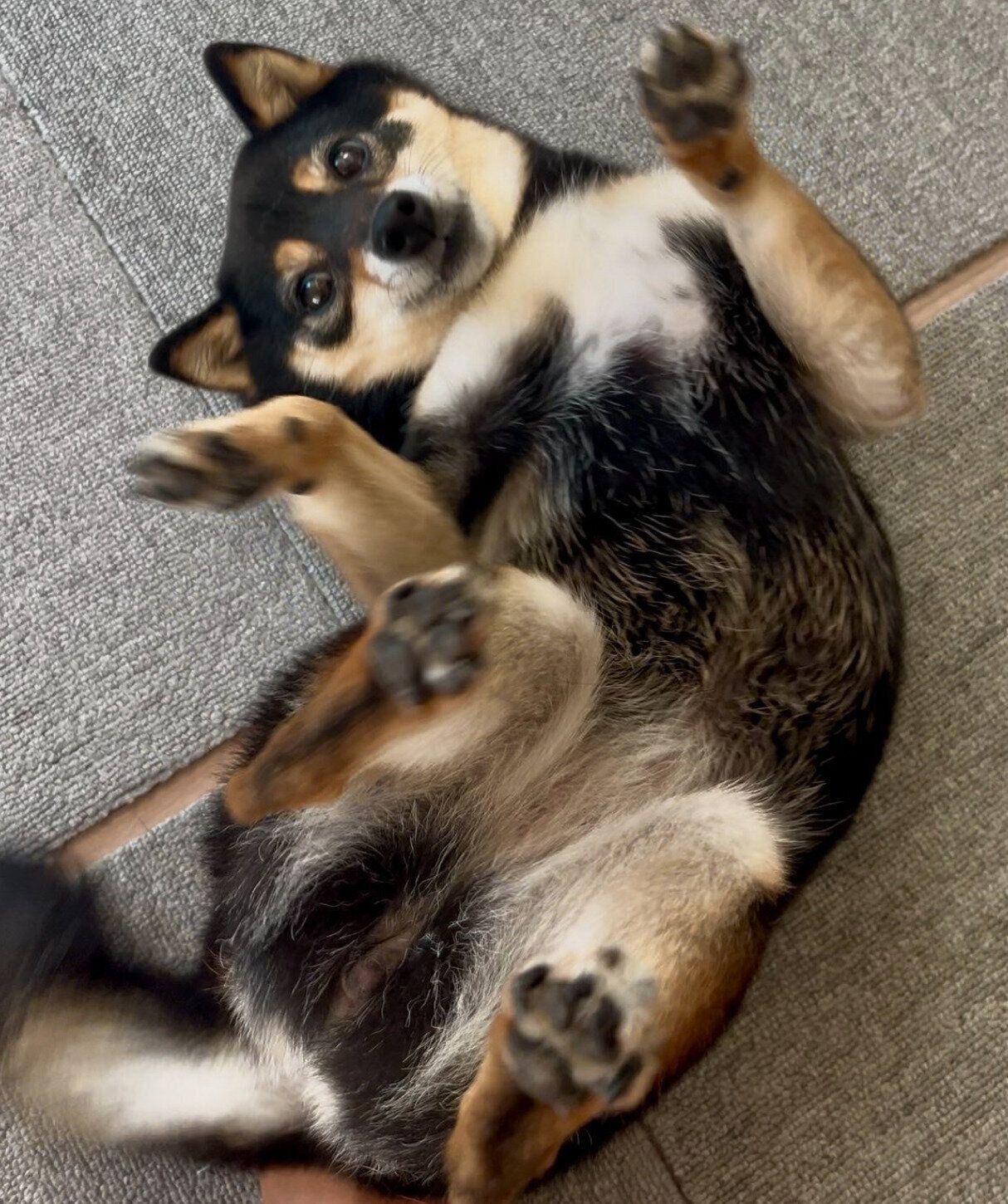 寝転がるななちゃん