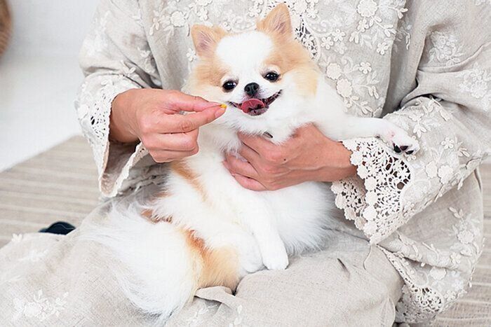 おやつをもらう犬