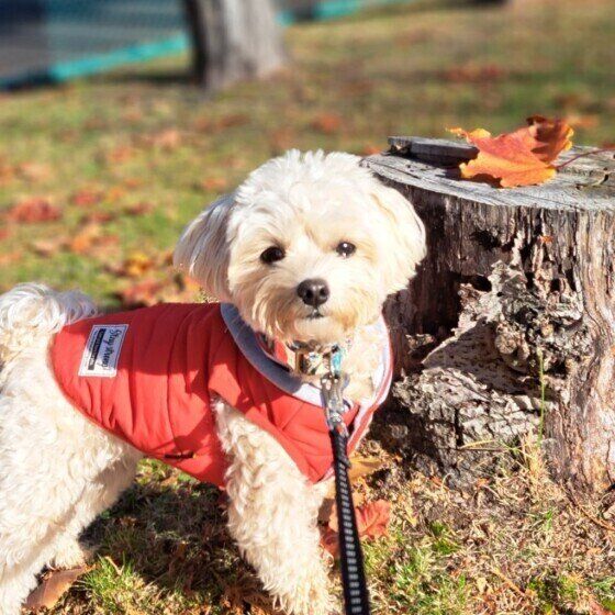 犬の目のフチにできるできもの「マイボーム腺腫」とは いぬのきもち