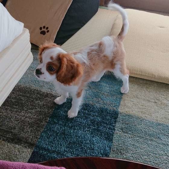 キャバリア・キング・チャールズ・スパニエル