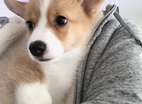 抱っこされるコーギー