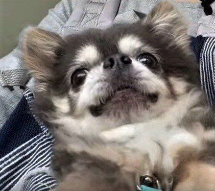 抱っこされるチワワ