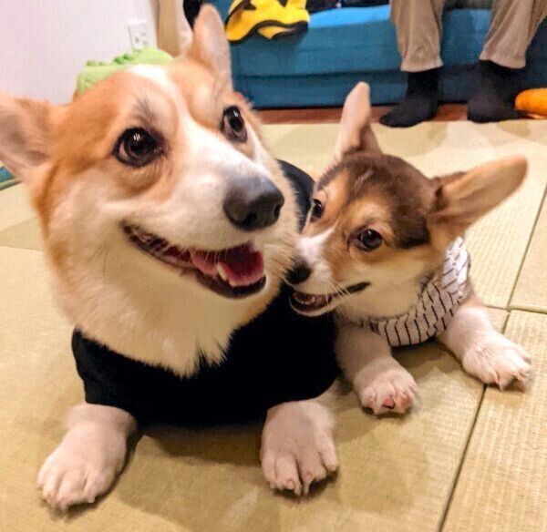 仲良しなどれみちゃん、いろはちゃん