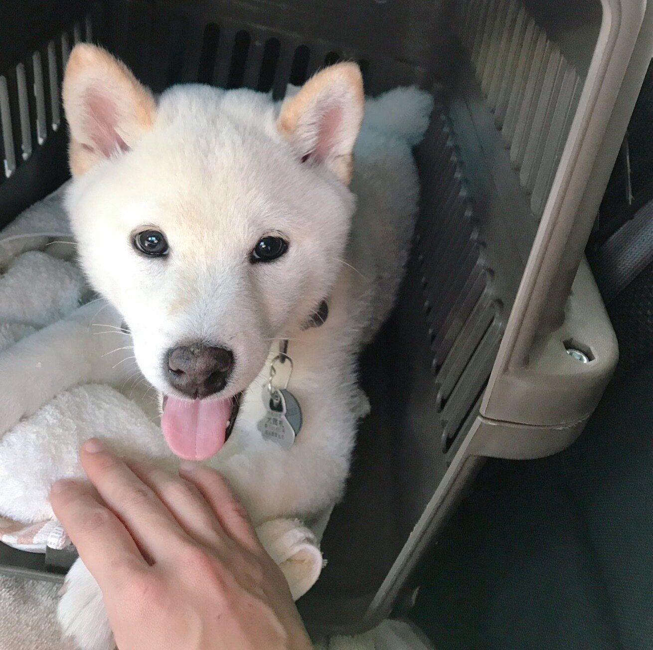 子犬時代のシャオくん