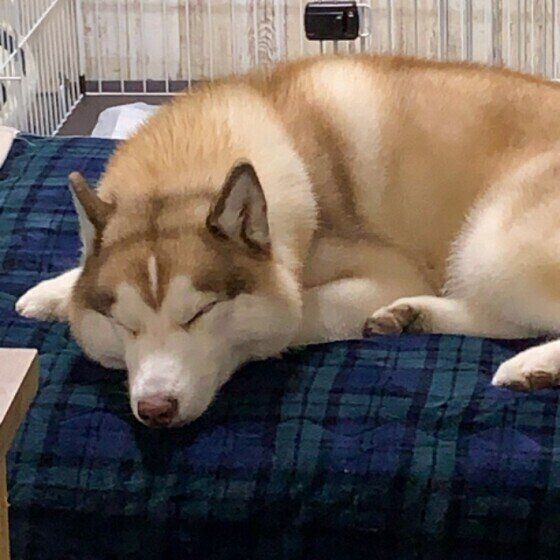 シベリアン・ハスキーのアレンちゃん