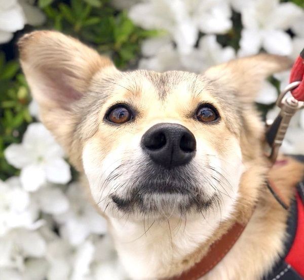 元保護犬・MIXのめるちゃん