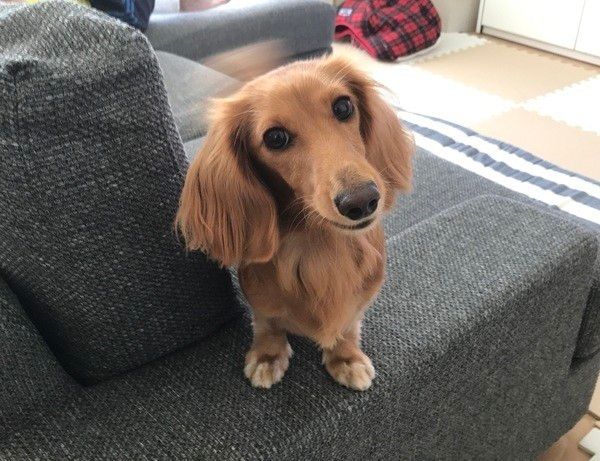ソファの上で可愛く首をかしげるマロンちゃん