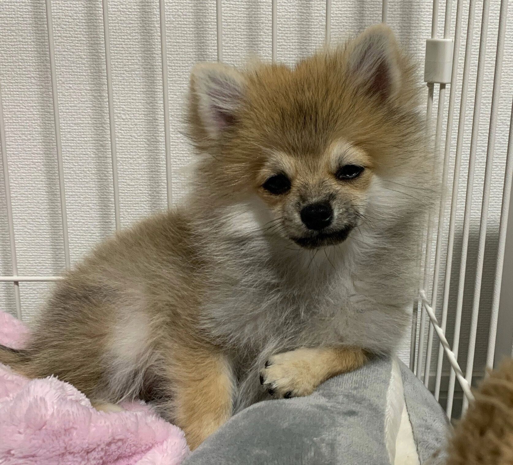 生後5カ月ごろのそるくん