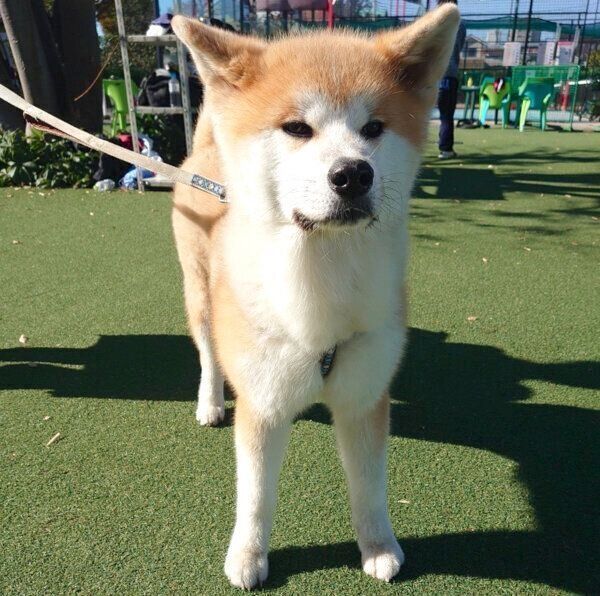 ドヤ顔をするケンくん