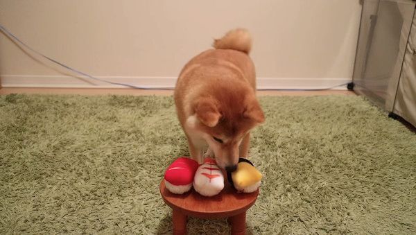 お寿司を選ぶ柴犬
