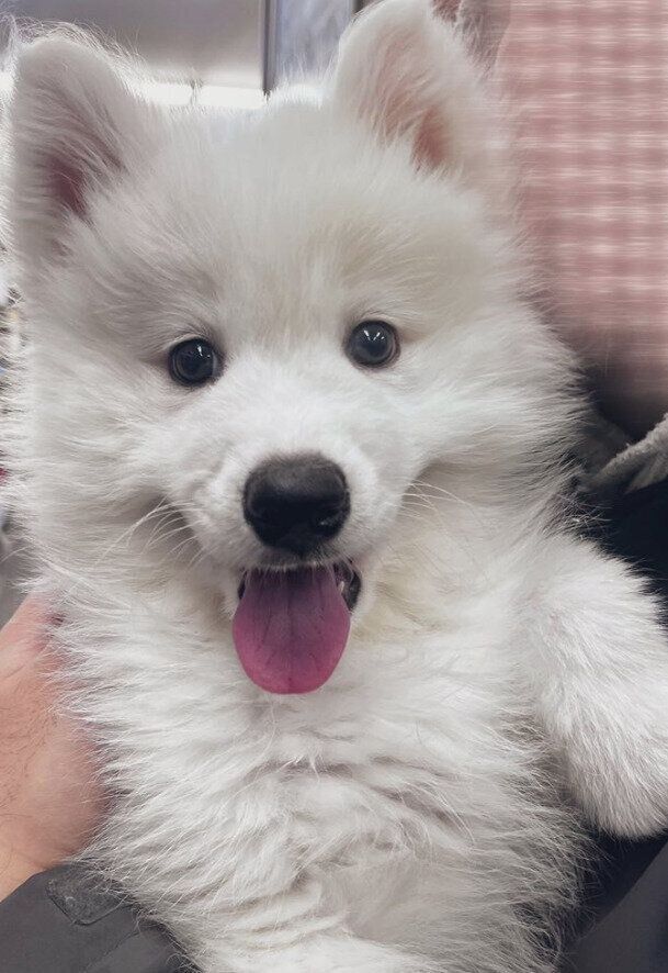 生後3カ月のサモエドの子犬