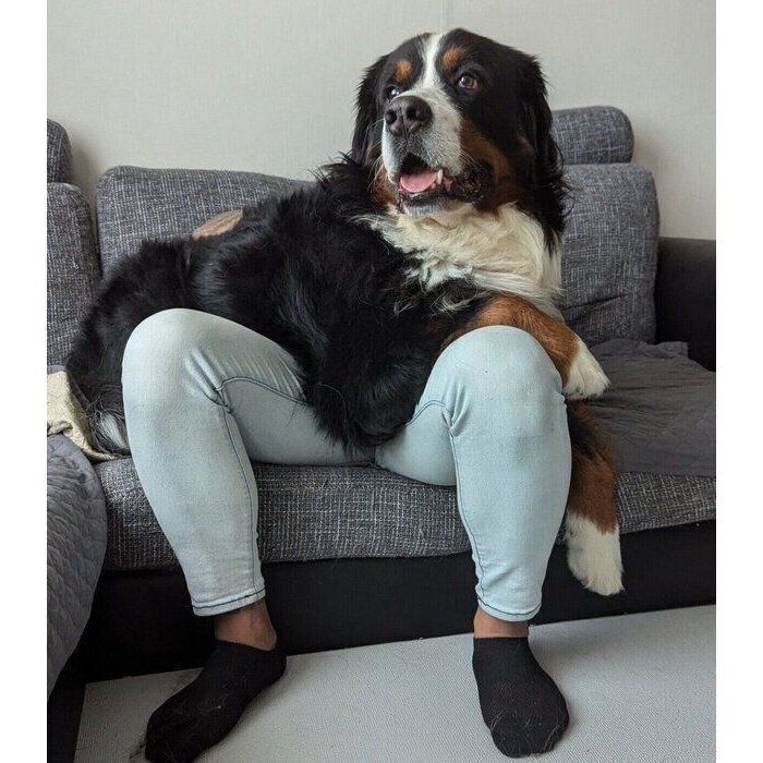 パパさんの膝の上に乗るまさおくん