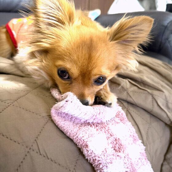 靴下のにおいを嗅ぐワンちゃん