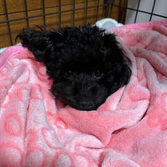 トイ・プードルのココちゃん