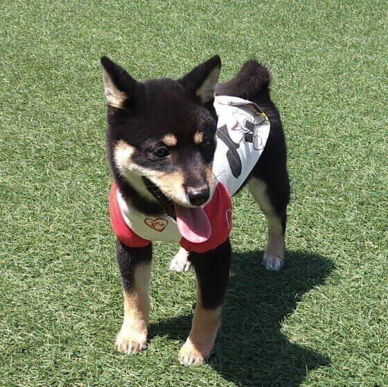 ドッグランで遊ぶ柴犬