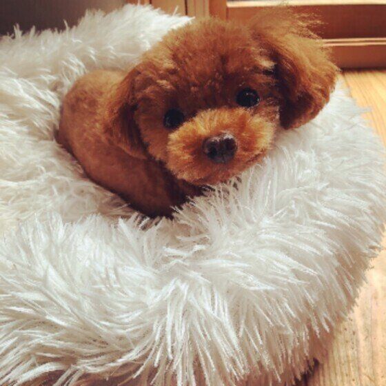 ミニチュア・プードルのルカ君