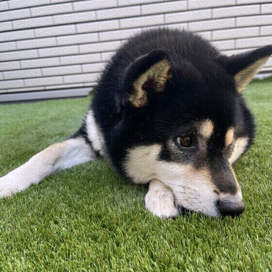 犬が草を食べる理由と対処法 犬が草を食べるとどんな危険がある? いぬのきもち