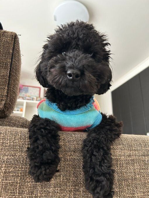 「何してるん？」といった様子で飼い主さんを見つめるソラちゃん