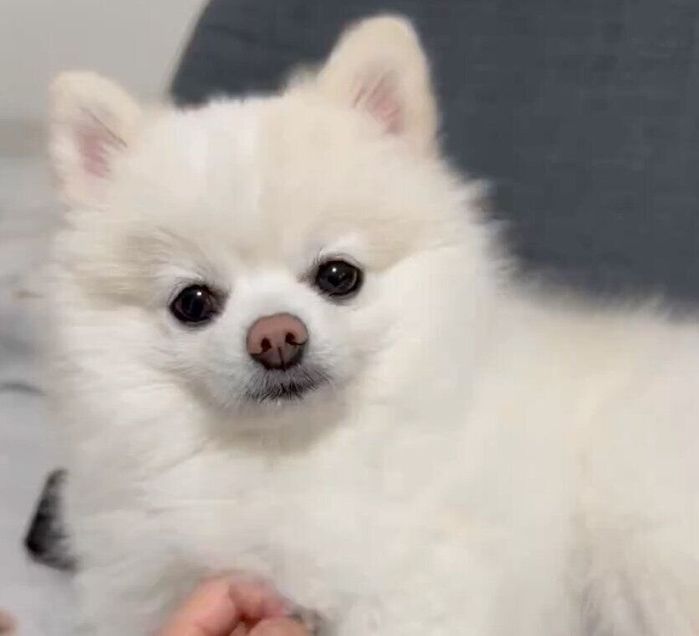 飼い主さんにナデナデしてもらうぽんちゃん