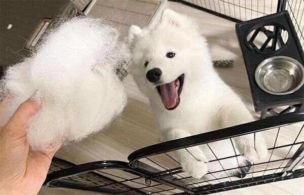 換毛期のエデンちゃん