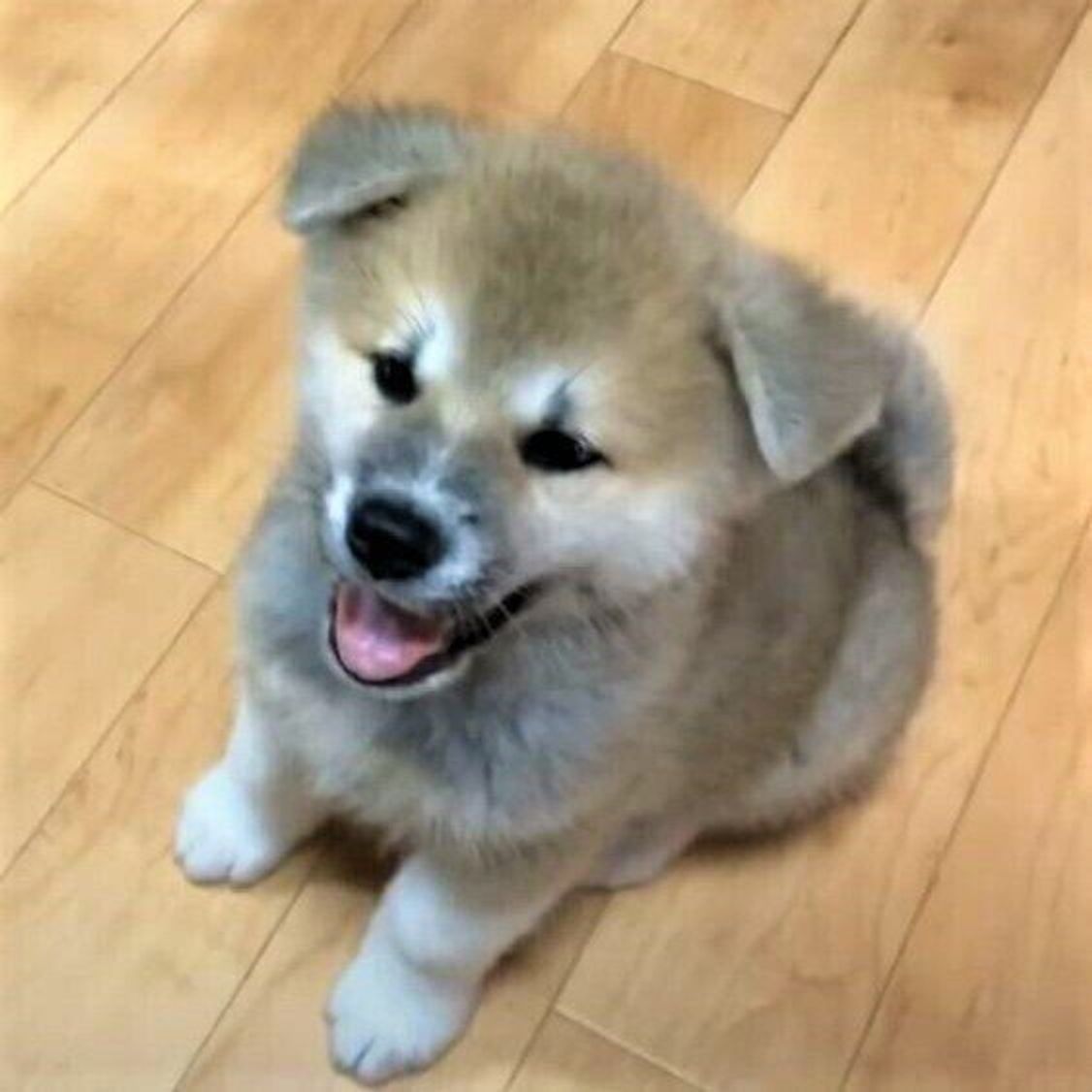 同じくらいの大きさだったのに 2カ月で約5倍に急成長した秋田犬に戸惑いを隠せない先輩マルチーズ いぬのきもちweb Magazine 同じくらいの大きさだったのに 2カ月で約5倍に急成長した秋田犬に戸惑いを隠せない先輩マルチーズ いぬのきもちweb Magazine