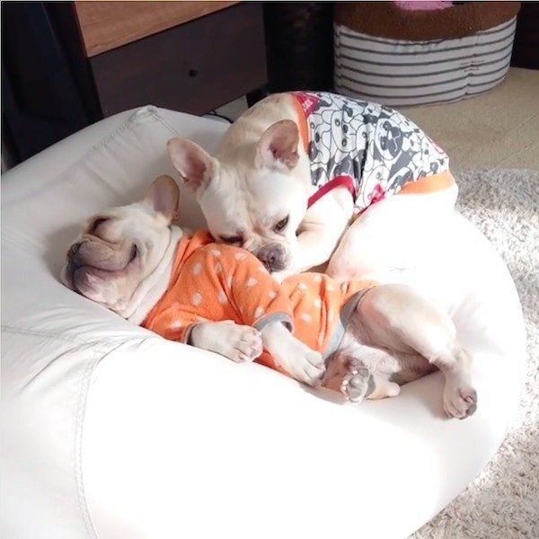 お兄ちゃんに寄り添うワンコ