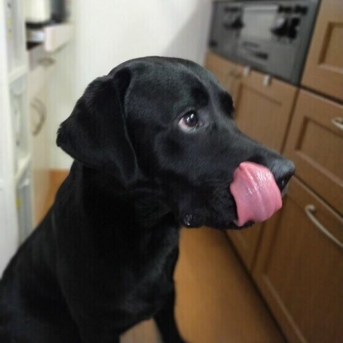 獣医師監修 犬にアーモンドはng 食べてしまったときの症状と対処方法 いぬのきもちweb Magazine 獣医師監修 犬にアーモンドはng 食べてしまったときの症状と対処方法 いぬのきもちweb Magazine