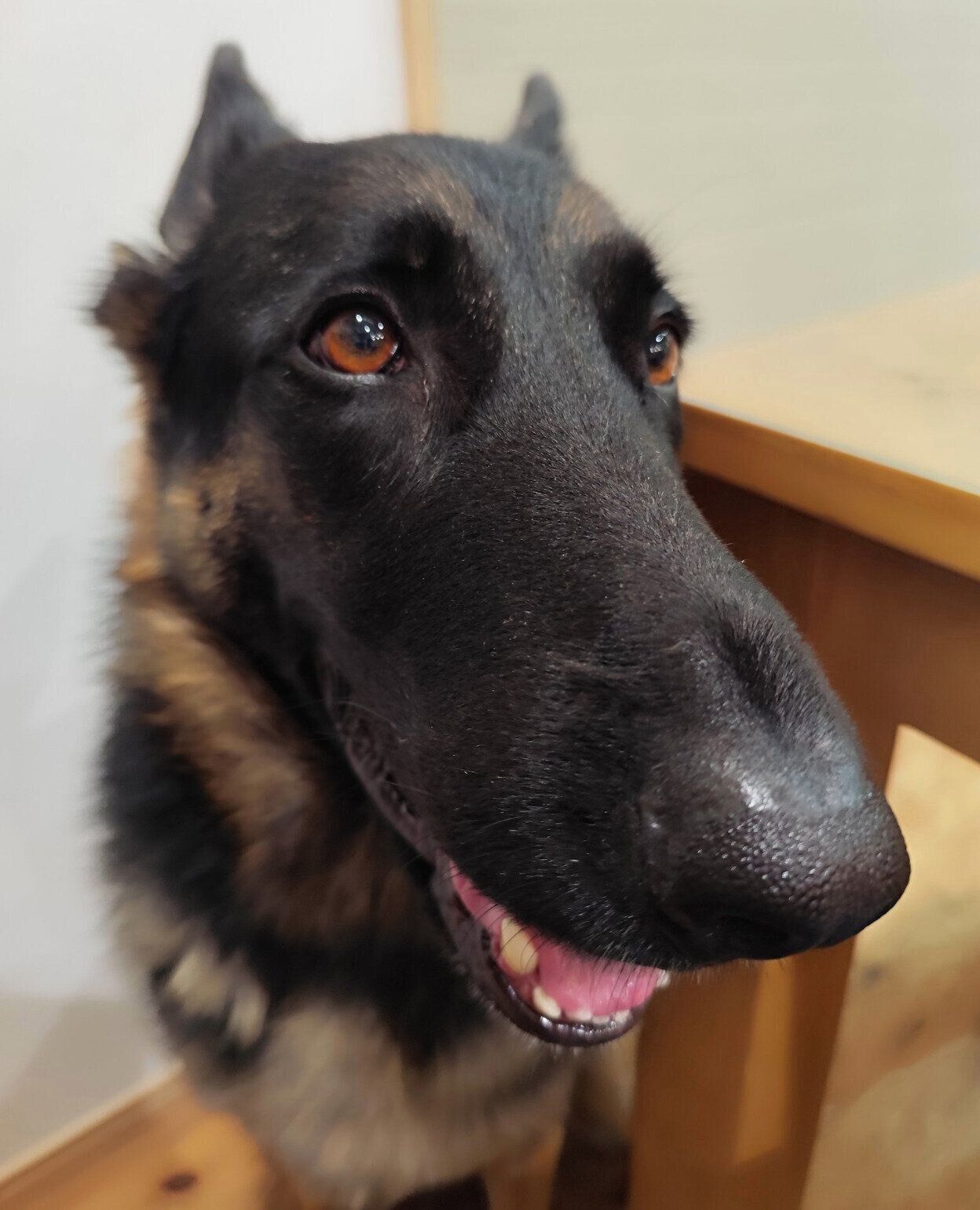 優しそうな表情が印象的なミラちゃん