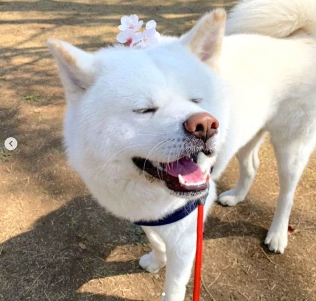 可愛いけど こわい 笑 恐竜のおもちゃで遊ぶ秋田犬の衝撃的な姿とは いぬのきもちweb Magazine 可愛いけど こわい 笑 恐竜のおもちゃで遊ぶ秋田犬の衝撃的な姿とは いぬのきもちweb Magazine