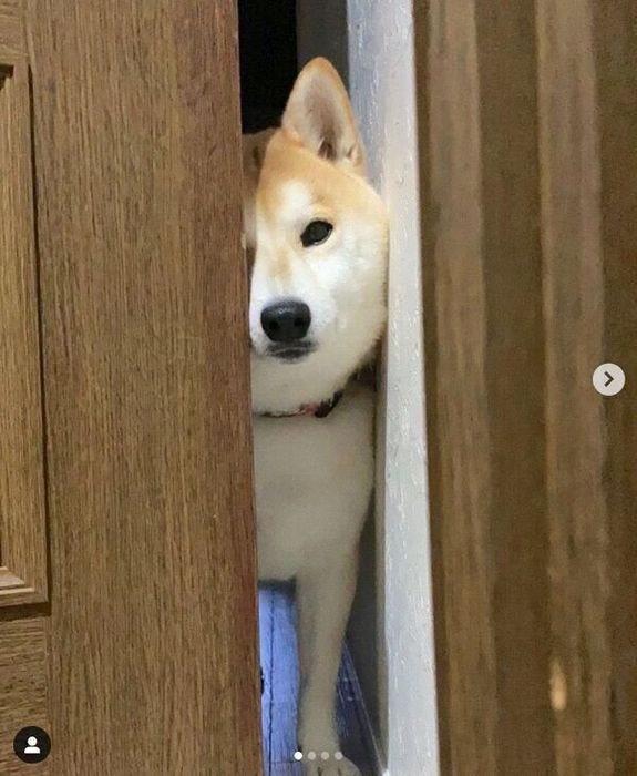 飼い主さんの帰宅を出迎えるなぎまるくん