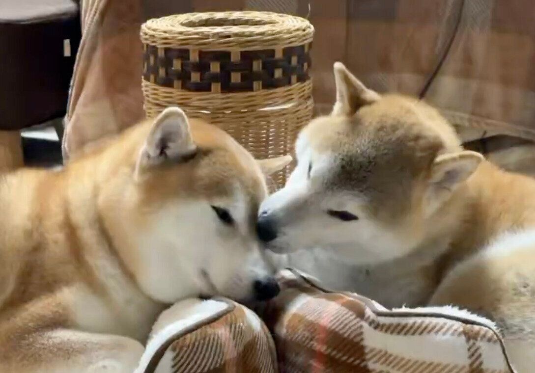 ゆなちゃんの顔をなめるこん助くん