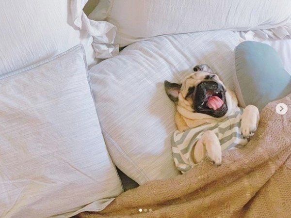 二度寝するパグ